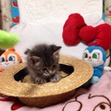 甘え上手イクラちゃん