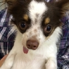 チワワ女の子幼犬です。 サムネイル2