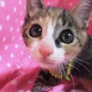 おっとりやさしいシエロちゃん