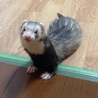 フェレットの新しい飼い主さん募集 サムネイル4