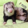 フェレットの新しい飼い主さん募集 サムネイル5