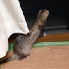 フェレットの新しい飼い主さん募集 サムネイル6