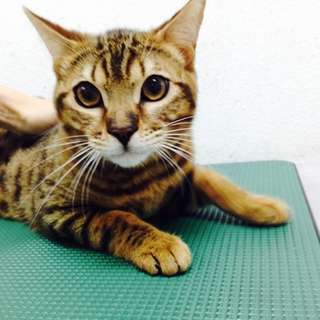 珍しいベンガルの子猫ちゃんです☆