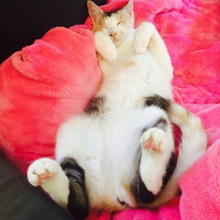 超絶おっとりの三毛猫さんฅ(^ω^ฅ)