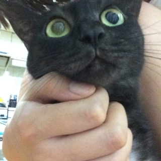 可愛い黒猫の里親になりませんか