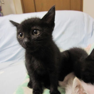 人なつこい黒猫　次郎長君　２ヶ月