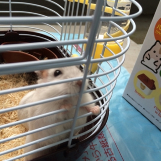 可愛いハムスター!!