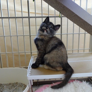 フワフワ系サビ猫ちゃん