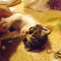 赤ちゃん猫が成長してから再度募集させて下さい。