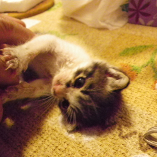 赤ちゃん猫が成長してから再度募集させて下さい。