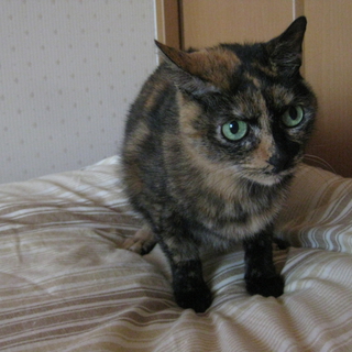 穏やかなサビ柄です。