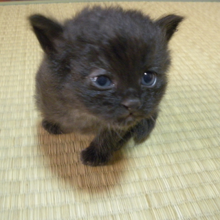 10月初旬生まれ、フワフワ黒ねこちゃん