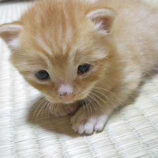 10月初旬生まれ、茶トラねこちゃん