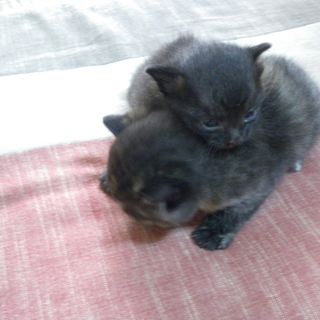よちよち歩きのチビ黒ちゃん