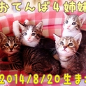 2014年8月20日生まれの４姉妹です。