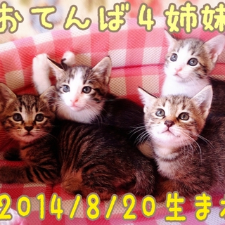 2014年8月20日生まれの４姉妹です。