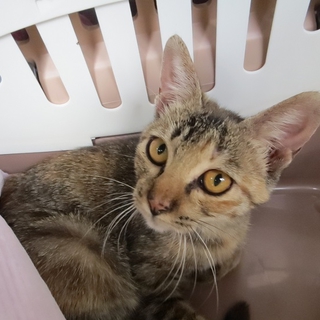 水害で流されてきた猫