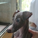 【募集終了】健康で活発なイタグレの仔犬です！
