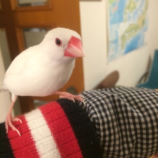 白文鳥  生後6ヶ月