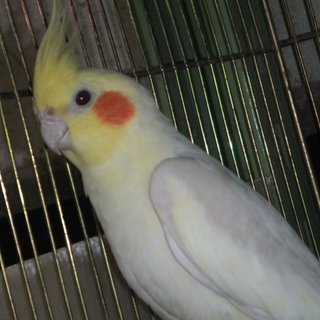 オカメインコ♂１羽