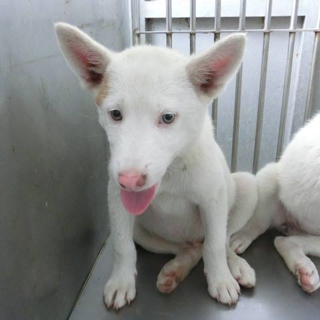 飼い主に捨てられた子犬の里親さん募集