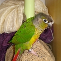 ワキコガネイロウロコインコ
