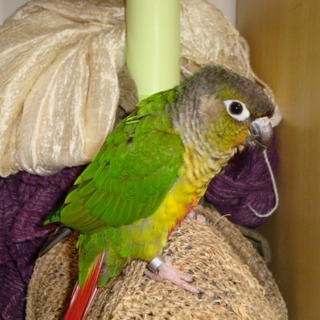 ワキコガネイロウロコインコ