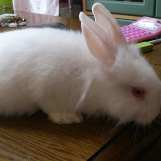 【至急】子うさぎの里親になってくれる方募集！