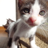遊び盛りの可愛い子猫。キジ白 サムネイル4