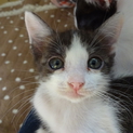 遊び盛りの可愛い子猫。キジ白