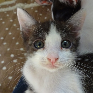 遊び盛りの可愛い子猫。キジ白