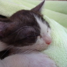 遊び盛りの可愛い子猫。キジ白 サムネイル2