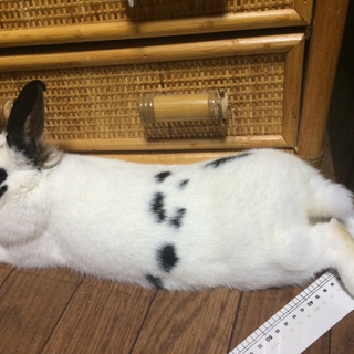 ミニウサギ♀　里親様探しております