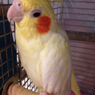 オカメインコの里親様募集
