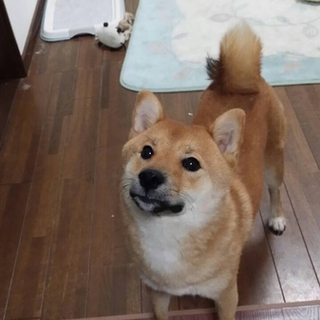 柴犬レオン君、可愛がっていただける方募集