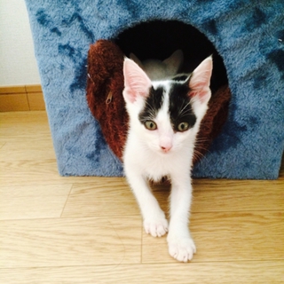 白黒のイケメンくん