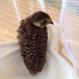 ありがとうございました。里親様が決まりました!!!