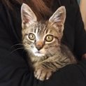 とても甘えんぼな子猫を保護しています。