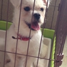 新しいご家族決まりました！！ サムネイル5