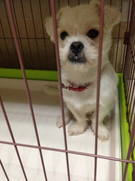 新しいご家族決まりました！！ サムネイル6
