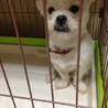 新しいご家族決まりました！！ サムネイル6