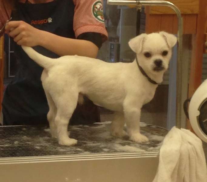 新しいご家族決まりました！！ サムネイル7