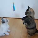 黒帯のやわらちゃん