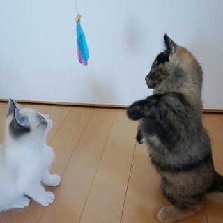 黒帯のやわらちゃん