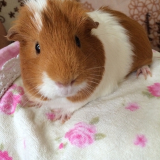 イングリッシュモルモット