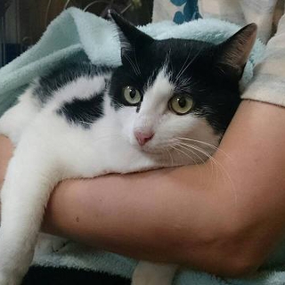 オデブな猫君