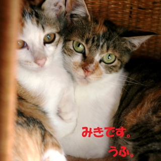 世田谷キャンディーズみきちゃん♀3～4か月