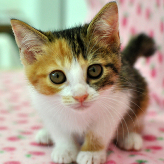 三毛猫のいくらちゃん