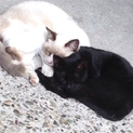 黒猫&シャム猫 シマシマ