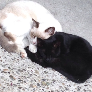 黒猫&シャム猫 シマシマ
